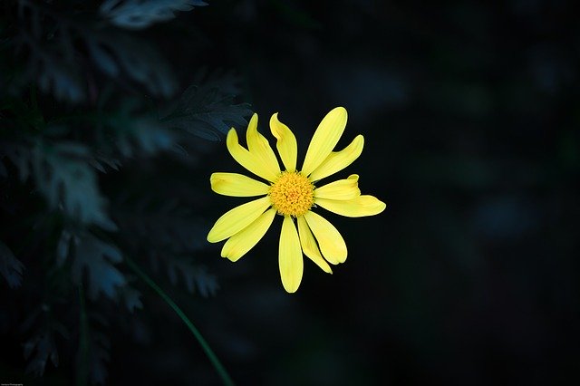 Free download flower yellow flower ye yellow free picture to be edited with GIMP free online image editor