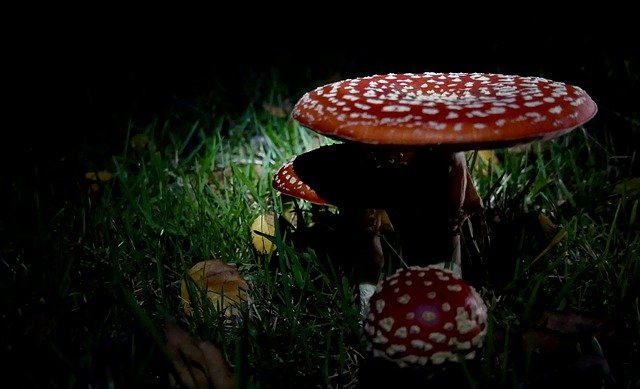 Ücretsiz indir Fly Agaric Red Mushroom - GIMP çevrimiçi resim düzenleyici ile düzenlenecek ücretsiz fotoğraf veya resim