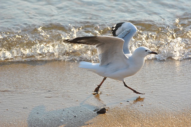 Free download fly bird seagull gull silvergoes free picture to be edited with GIMP free online image editor