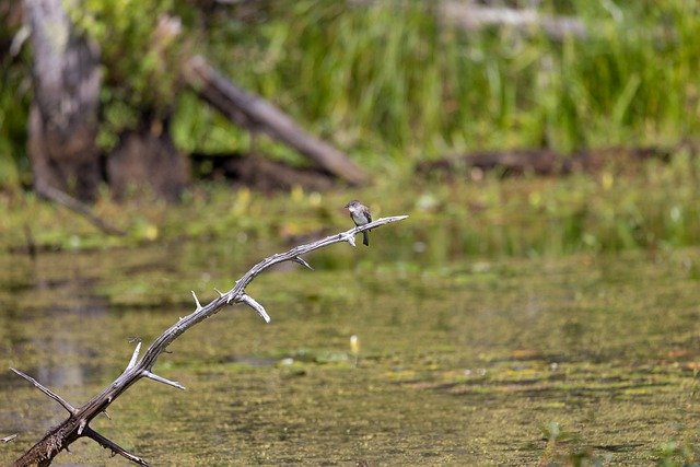 Free download fly catcher bird perched animal free picture to be edited with GIMP free online image editor