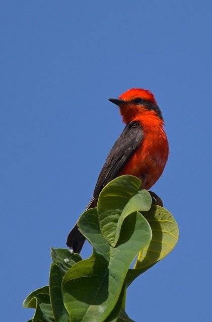 تنزيل Fly Catcher Red Green مجانًا - صورة مجانية أو صورة يتم تحريرها باستخدام محرر الصور عبر الإنترنت GIMP