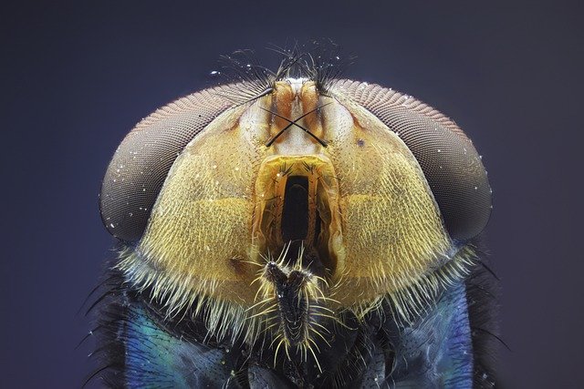 Free download fly eye insect focus stacking free picture to be edited with GIMP free online image editor