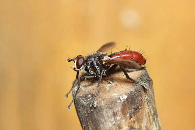 Free download fly insect bristle fly nature free picture to be edited with GIMP free online image editor