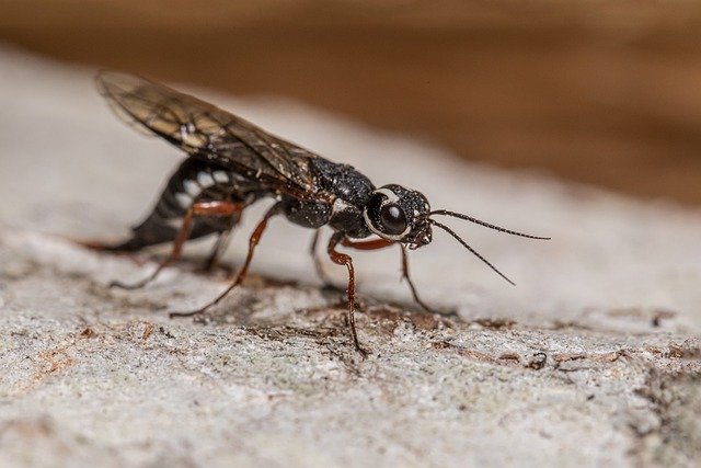 Free download fly robberfly bug animalia green free picture to be edited with GIMP free online image editor