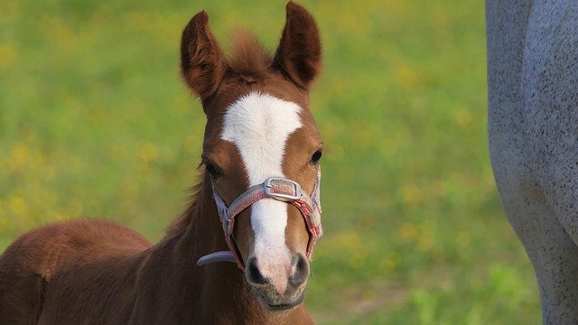 Free download foal brown baby portrait horse free picture to be edited with GIMP free online image editor