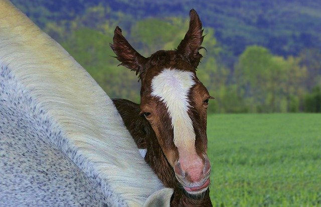 Free download foal brown birth baby portrait free picture to be edited with GIMP free online image editor