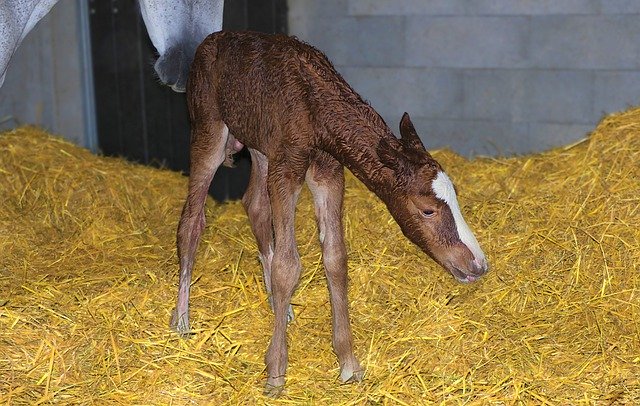 Free download foal brown birth box wet standing free picture to be edited with GIMP free online image editor