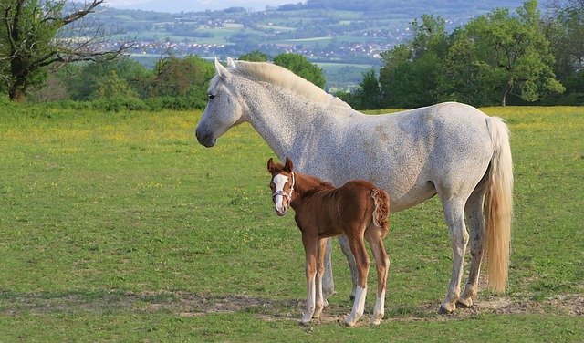 Free download foal brown horse mom mare white free picture to be edited with GIMP free online image editor