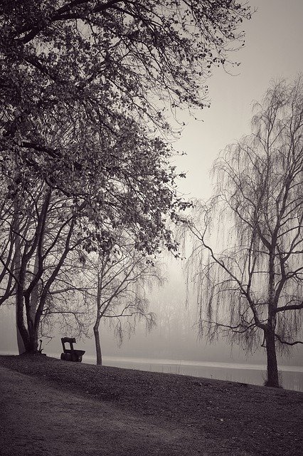 Kostenloser Download Fog Black And White Trees - kostenloses Foto oder Bild zur Bearbeitung mit GIMP Online-Bildbearbeitung