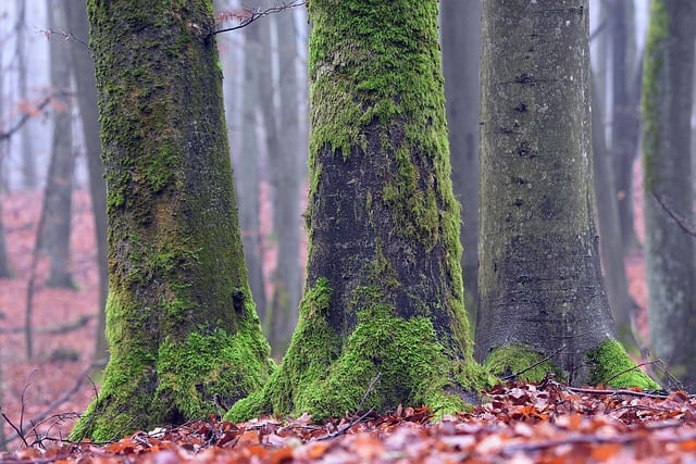 Free download fog hazy morning forest beeches free picture to be edited with GIMP free online image editor