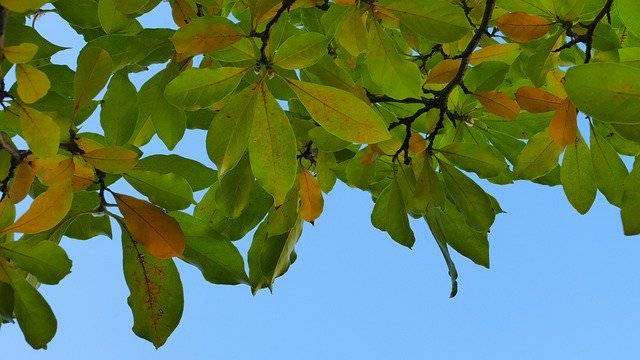 تنزيل Foliage Magnolia Sky مجانًا - صورة مجانية أو صورة لتحريرها باستخدام محرر الصور عبر الإنترنت GIMP