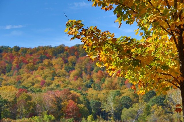 免费下载 Foliage Tree Autumn - 可使用 GIMP 在线图像编辑器编辑的免费照片或图片