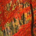 Forest At Fall for 1366 X 768 resolution  screen for extension Chrome web store in OffiDocs Chromium