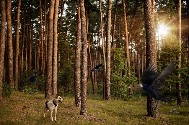 Unduh gratis gambar hutan anjing burung pohon kayu gratis untuk diedit dengan editor gambar online gratis GIMP