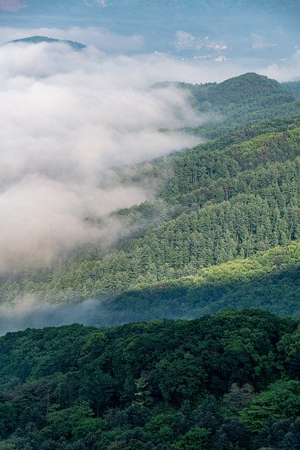 Free download forest fog mountains landscape free picture to be edited with GIMP free online image editor