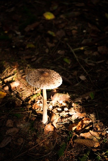 Free download forest nature landscape mushroom free picture to be edited with GIMP free online image editor