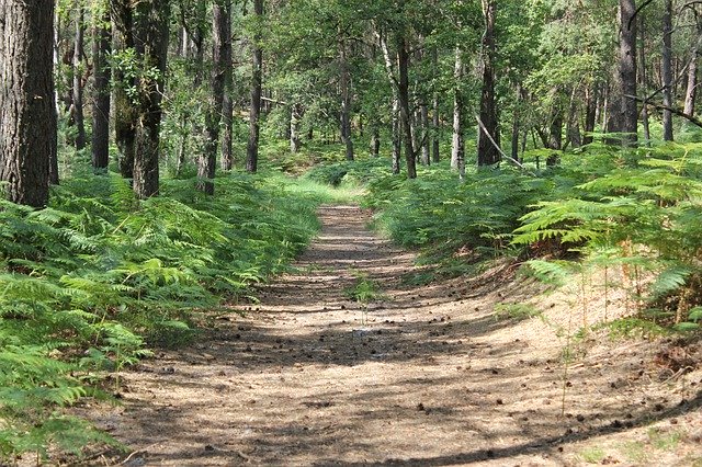 Bezpłatne pobieranie Forest Nature Undergrowth - bezpłatne zdjęcie lub obraz do edycji za pomocą internetowego edytora obrazów GIMP