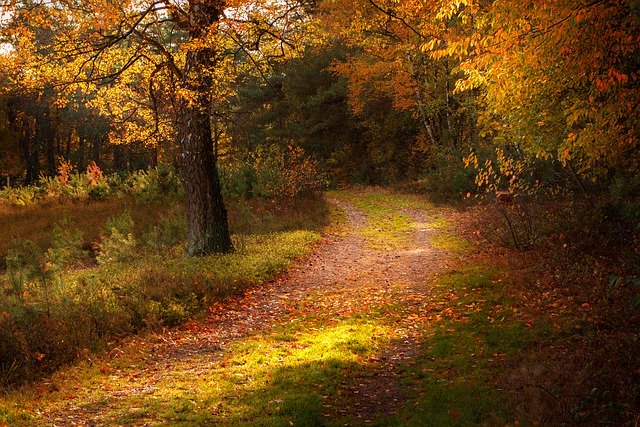 Free download forest path fall autumn leaves free picture to be edited with GIMP free online image editor