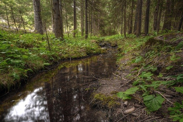 Free download forest pine forest spring water free picture to be edited with GIMP free online image editor