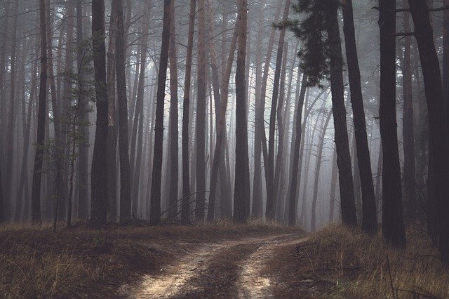 Free download forest road fog trees trunks free picture to be edited with GIMP free online image editor