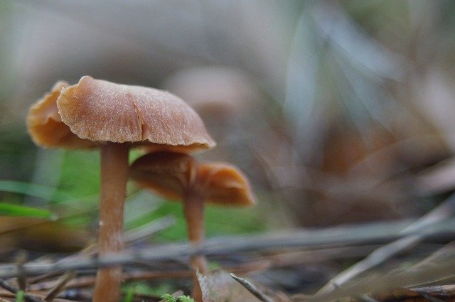 Téléchargement gratuit Forest Sponge Autumn - photo ou image gratuite à éditer avec l'éditeur d'images en ligne GIMP