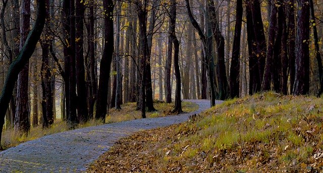 Free download forest the path in the distance free picture to be edited with GIMP free online image editor