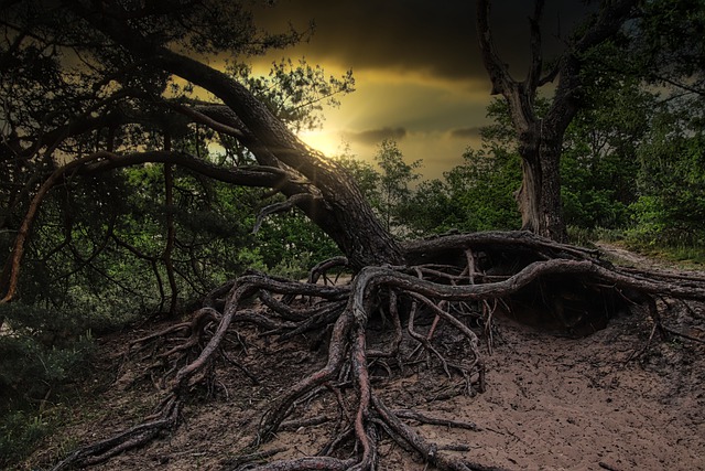 Free download forest tree root wood nature free picture to be edited with GIMP free online image editor