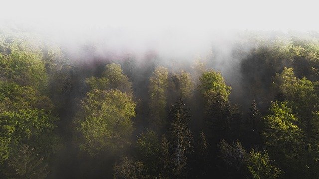 Téléchargement gratuit de Forest Trees Drone - photo ou image gratuite à modifier avec l'éditeur d'images en ligne GIMP