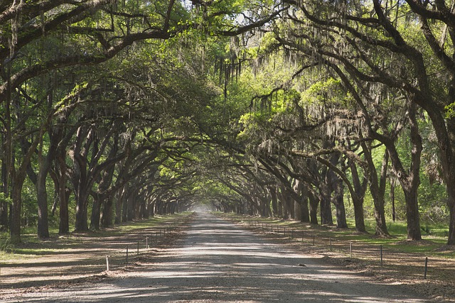 Free download forest trees road path avenue free picture to be edited with GIMP free online image editor