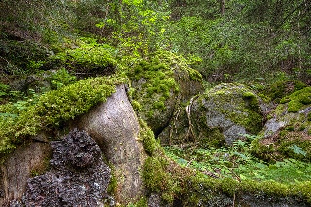 Free download forest trunk wood undergrowth moss free picture to be edited with GIMP free online image editor