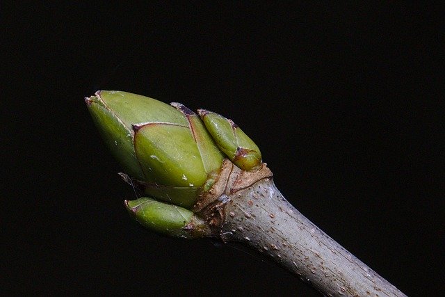 免费下载 Forest Winter Bud - 可使用 GIMP 在线图像编辑器编辑的免费照片或图片