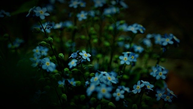 Free download forget me not blue floral although free picture to be edited with GIMP free online image editor