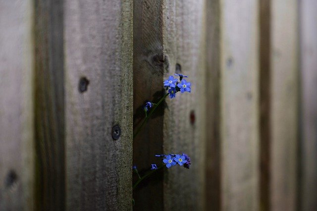 Free download forget me not fence wooden fence free picture to be edited with GIMP free online image editor