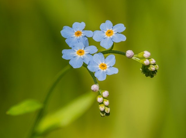 Free download forget me not flower bloom flowers free picture to be edited with GIMP free online image editor