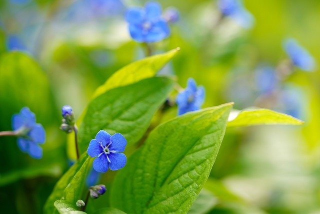 Free download forget me not flower leaves free picture to be edited with GIMP free online image editor