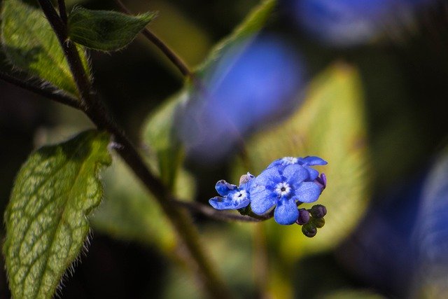 Free download forget me not flowers flower free picture to be edited with GIMP free online image editor