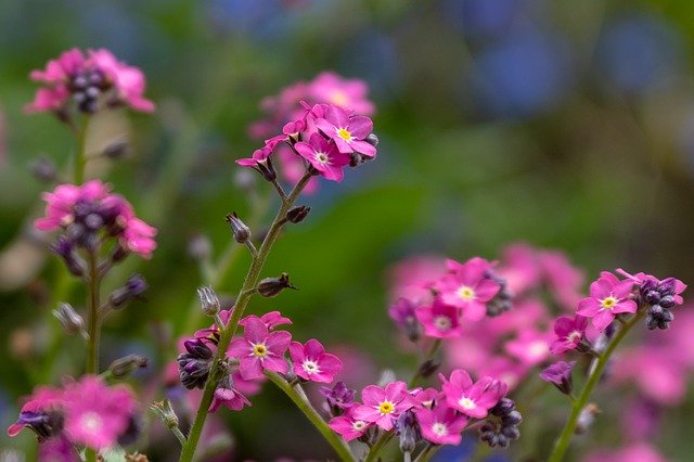 Free download forget me not flowers plants free picture to be edited with GIMP free online image editor