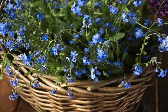 Free download forget me not flowers wild flowers free picture to be edited with GIMP free online image editor