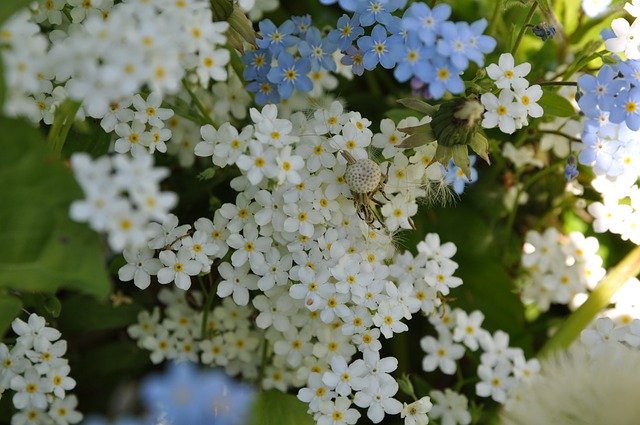 Free download forget me not forget me not flowers free picture to be edited with GIMP free online image editor