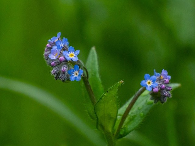 Free download forget me not small bloom plant free picture to be edited with GIMP free online image editor