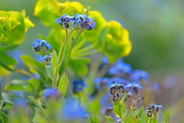 Free download forget me not spring garden path free picture to be edited with GIMP free online image editor