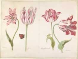 Free download Four Tulips:  Boter man (Butter Man), Joncker (Nobleman), Grote geplumaceerde (The Great Plumed One), and Voorwint (With the Wind) free photo or picture to be edited with GIMP online image editor