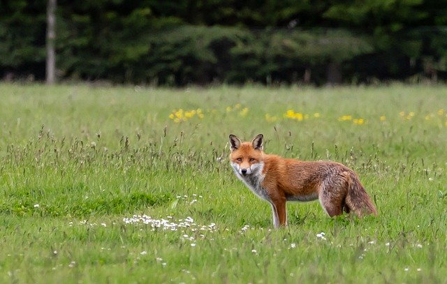 Free download fox wild fox healthy fox free picture to be edited with GIMP free online image editor