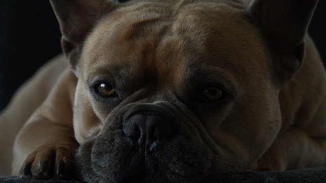 Free download french bulldog dog animal snout free picture to be edited with GIMP free online image editor