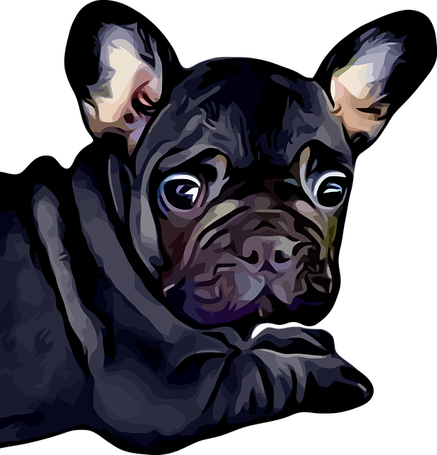 Free download French Bulldog Dog Puppy -  free illustration to be edited with GIMP free online image editor