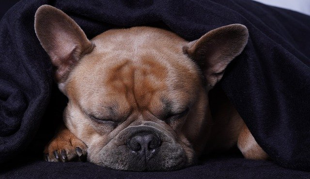 Free download french bulldog dog sleep free picture to be edited with GIMP free online image editor