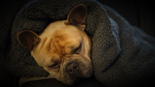 Free download french bulldog sleep ceiling dog free picture to be edited with GIMP free online image editor