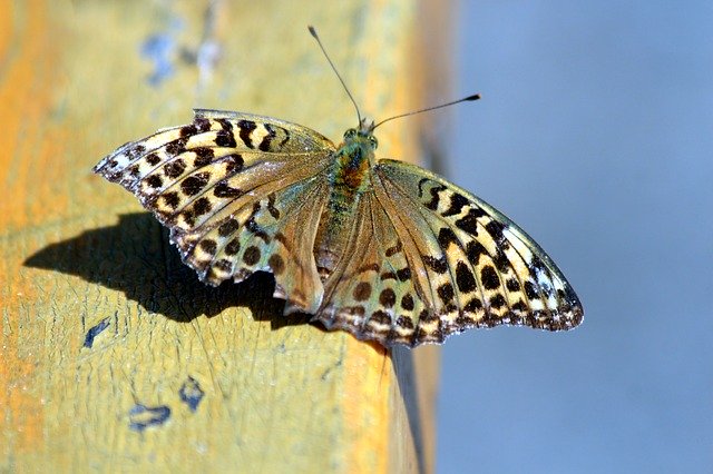 Descarga gratuita fritillary zenobia argynnis zenobia imagen gratuita para editar con el editor de imágenes en línea gratuito GIMP