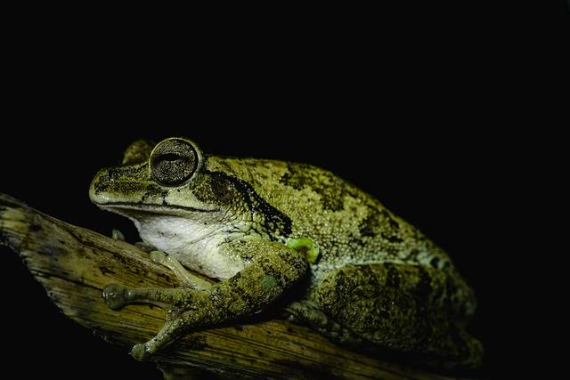 Free download frog eye tree frog animal wildlife free picture to be edited with GIMP free online image editor