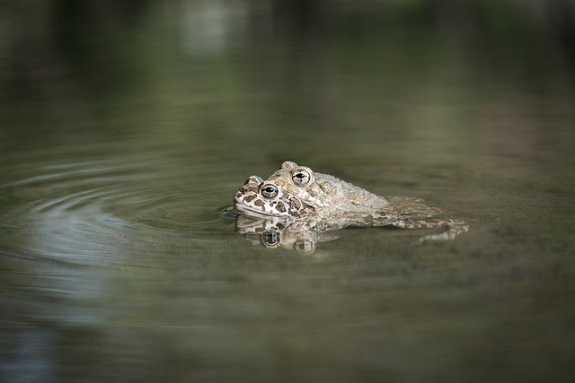 Free download frog toads pair lake spring free picture to be edited with GIMP free online image editor